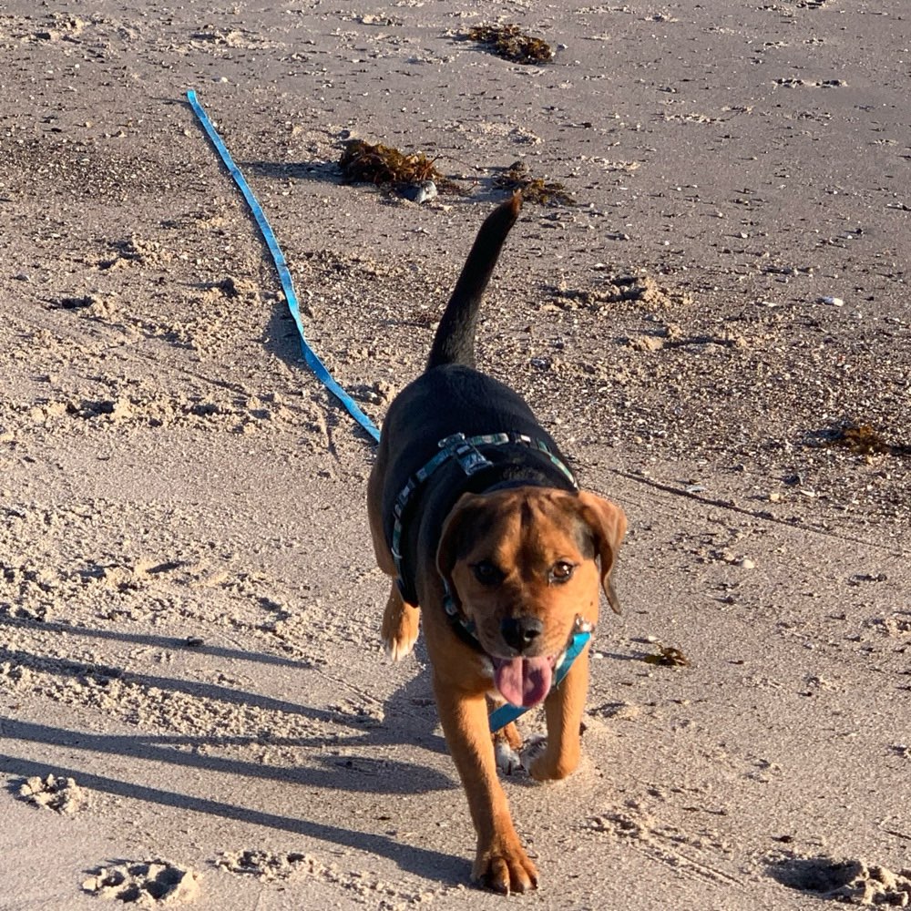 Hundetreffen-Treffen zum spielen und Gassigehen-Profilbild