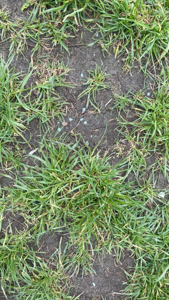 Giftköder-Vermutlich Gift auf Hundewiese-Profilbild