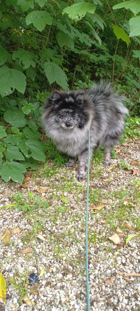 Hundetreffen-Playdate Kleine Hunde / Welpen & Junghunde-Profilbild