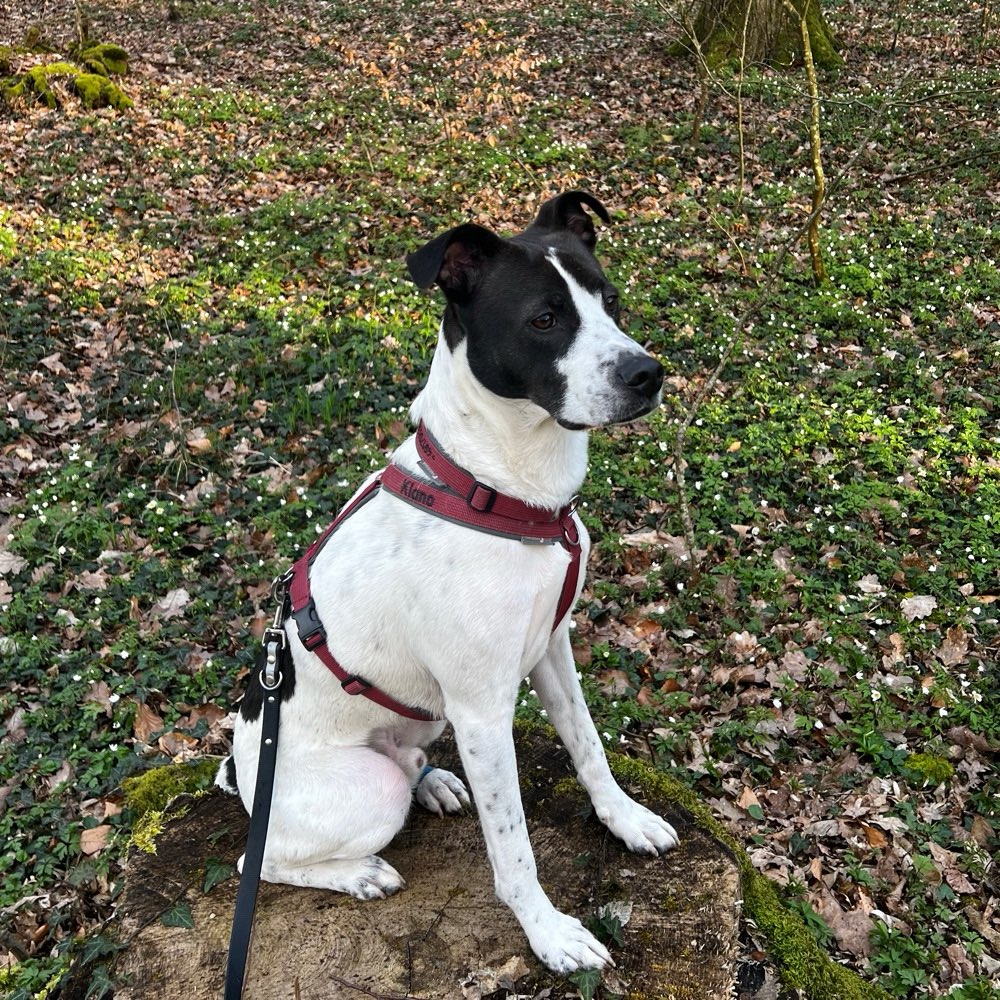 Hundetreffen-Training Hundebegegnungen-Profilbild