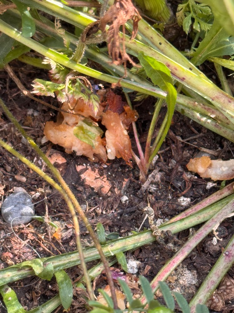 Giftköder-Das im Gras versteckte Huhn sieht vergiftet aus-Profilbild