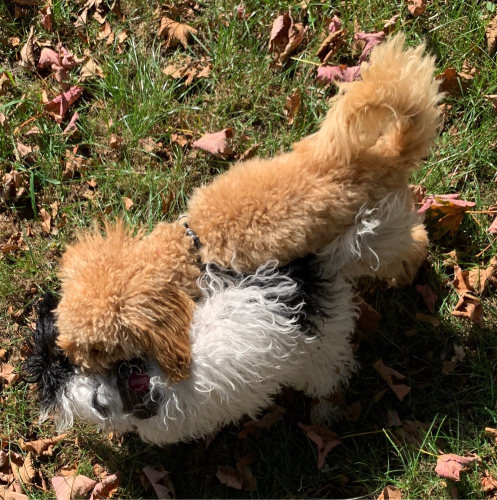 Hundetreffen-Spielrunde 🐾-Profilbild