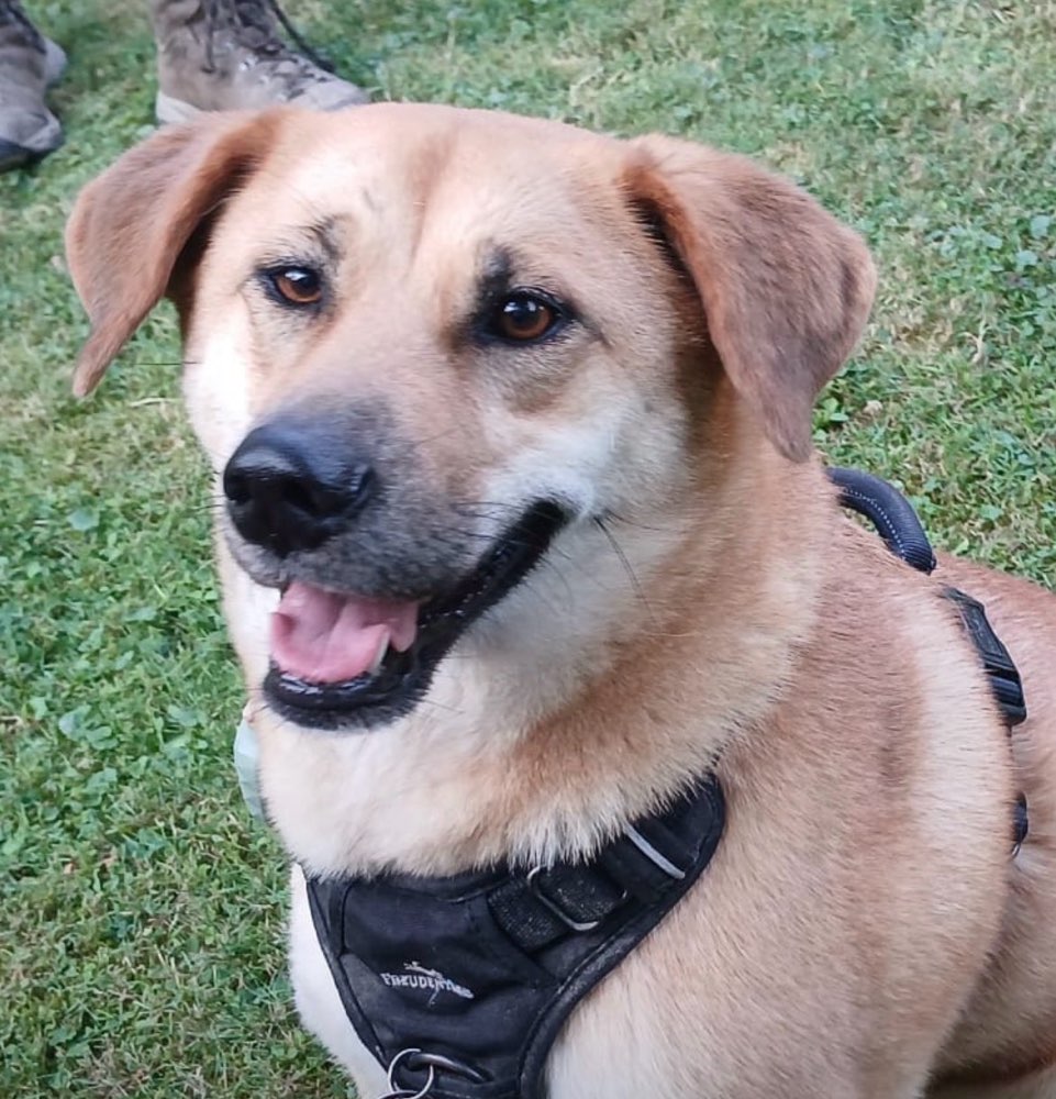 Hundetreffen-MelsbacherRaum /Neuwied-Profilbild