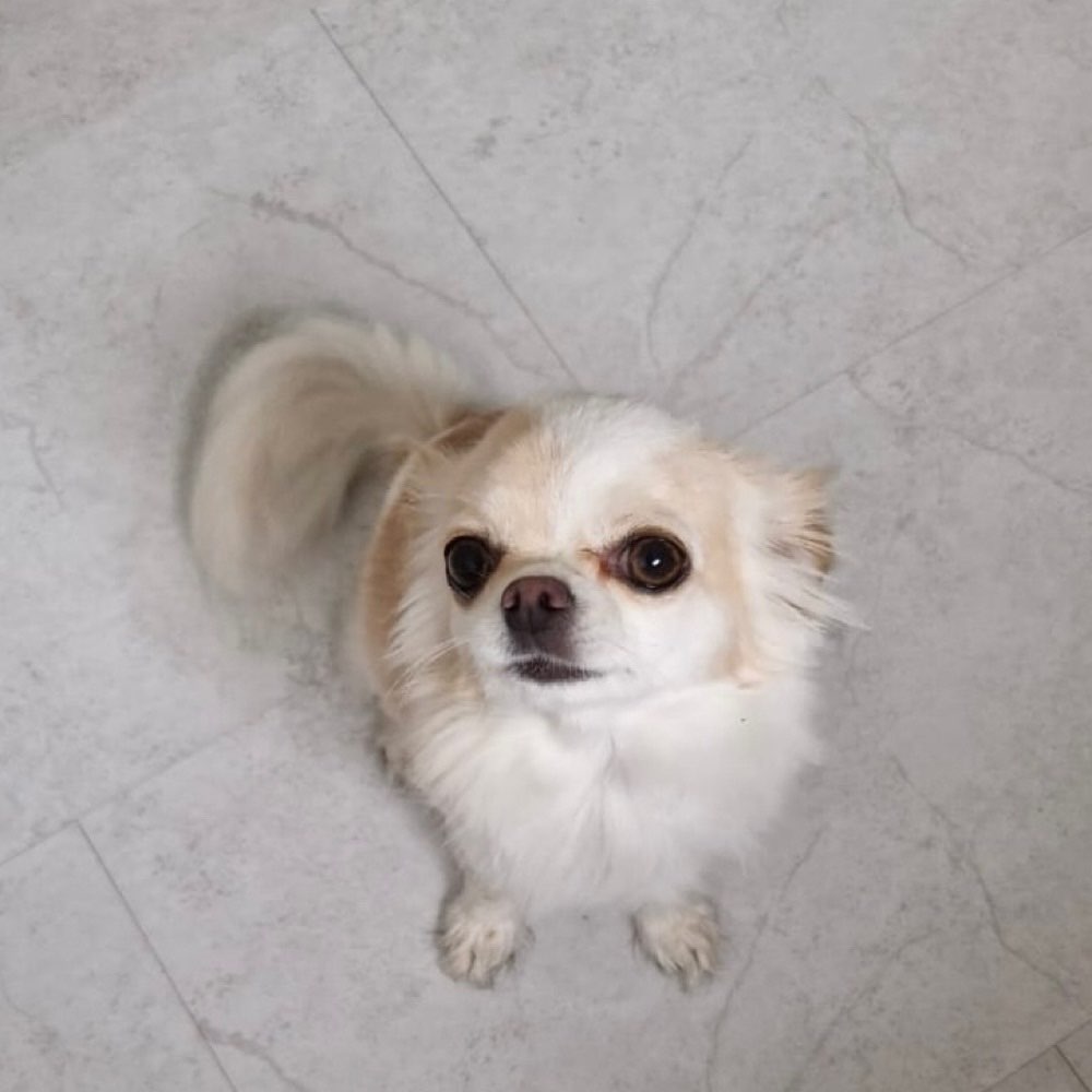 Hundetreffen-Kleine Freund/in für ängstlichen Hund gesucht-Profilbild