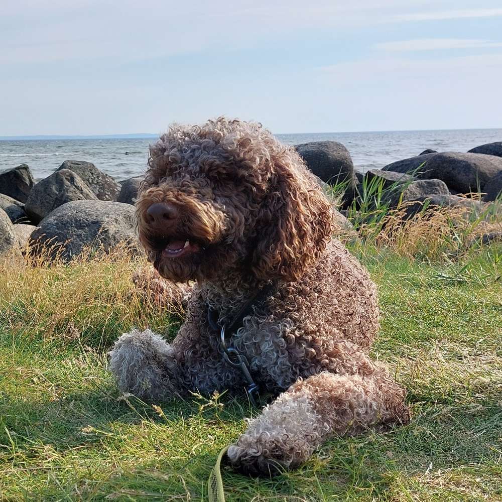 Hundetreffen-Spielrunde und Gassi gehen-Profilbild