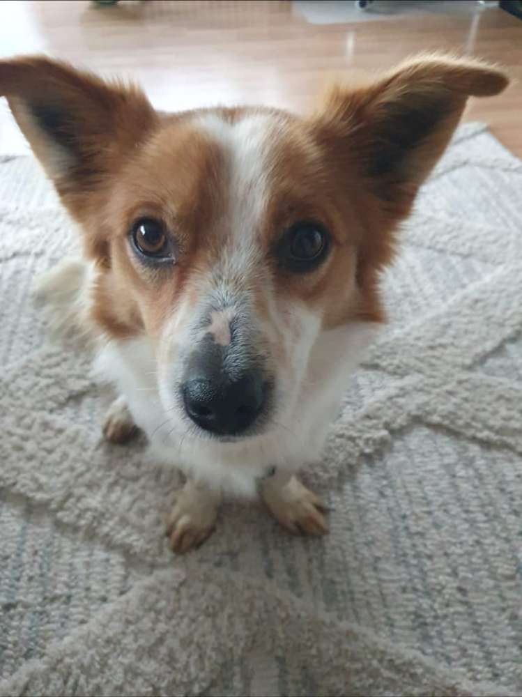Hundetreffen-Spieltreffen-Profilbild