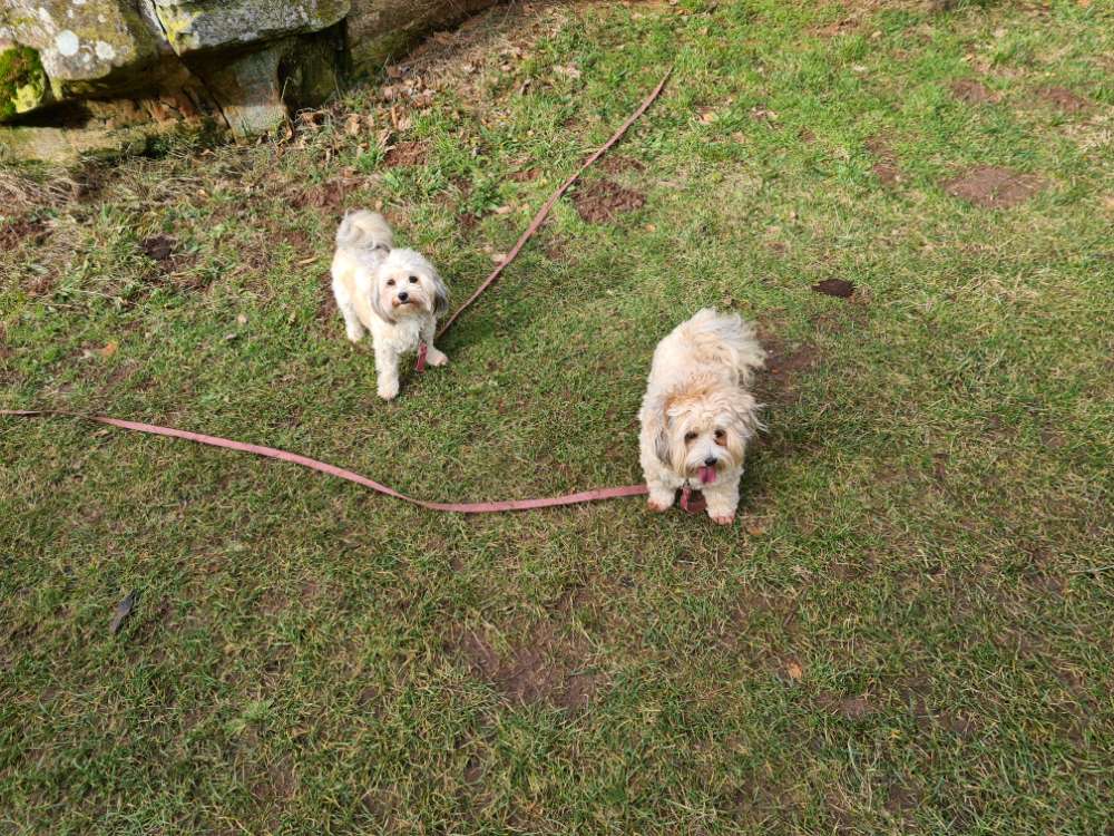 Hundetreffen-Spiel- und Spazierkameraden gesucht...🐾-Profilbild
