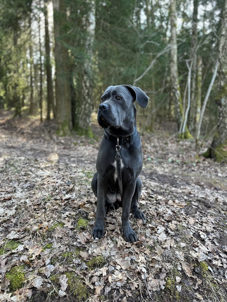 Hundetreffen-Social Walk Partner gesucht !-Profilbild