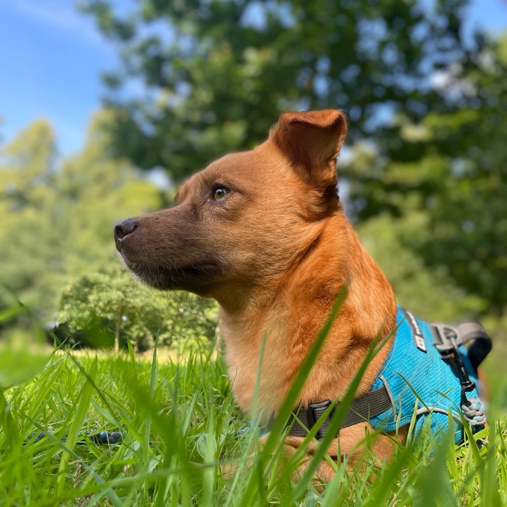 Hundetreffen-Social Walk-Profilbild