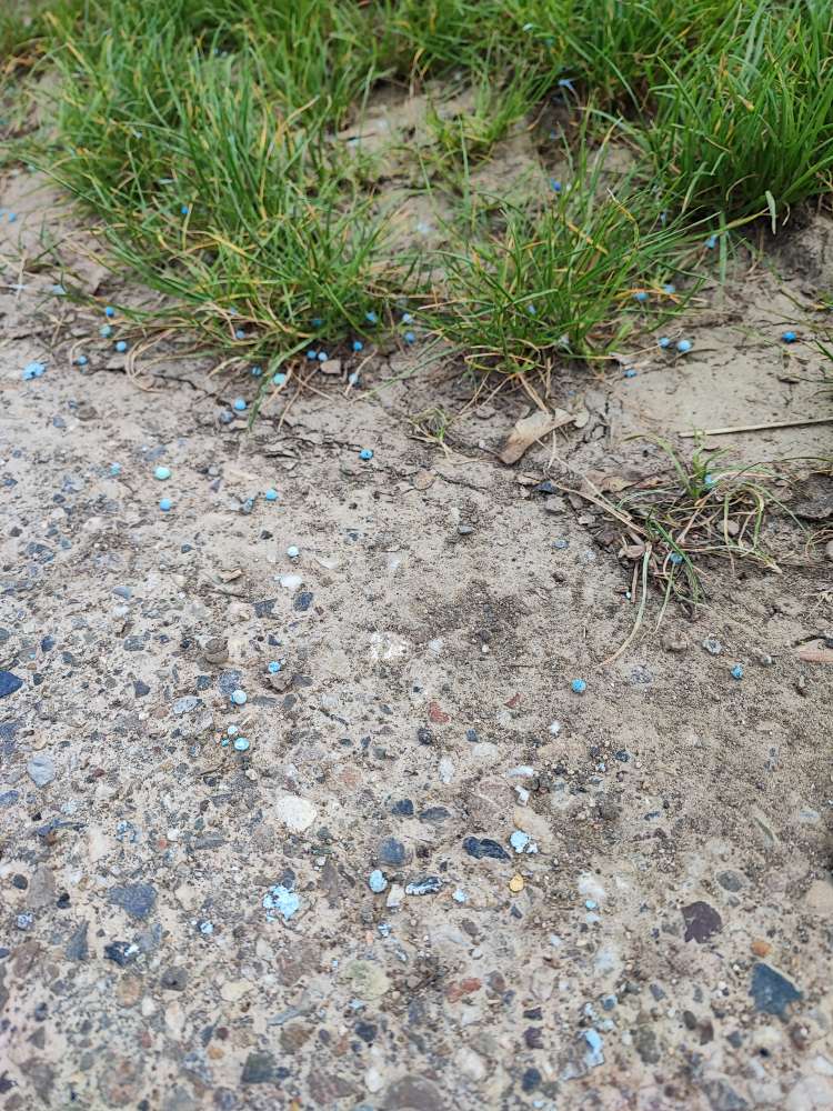 Giftköder-Blaukorn östlich Gärtnerei Ayse Pinar-Profilbild