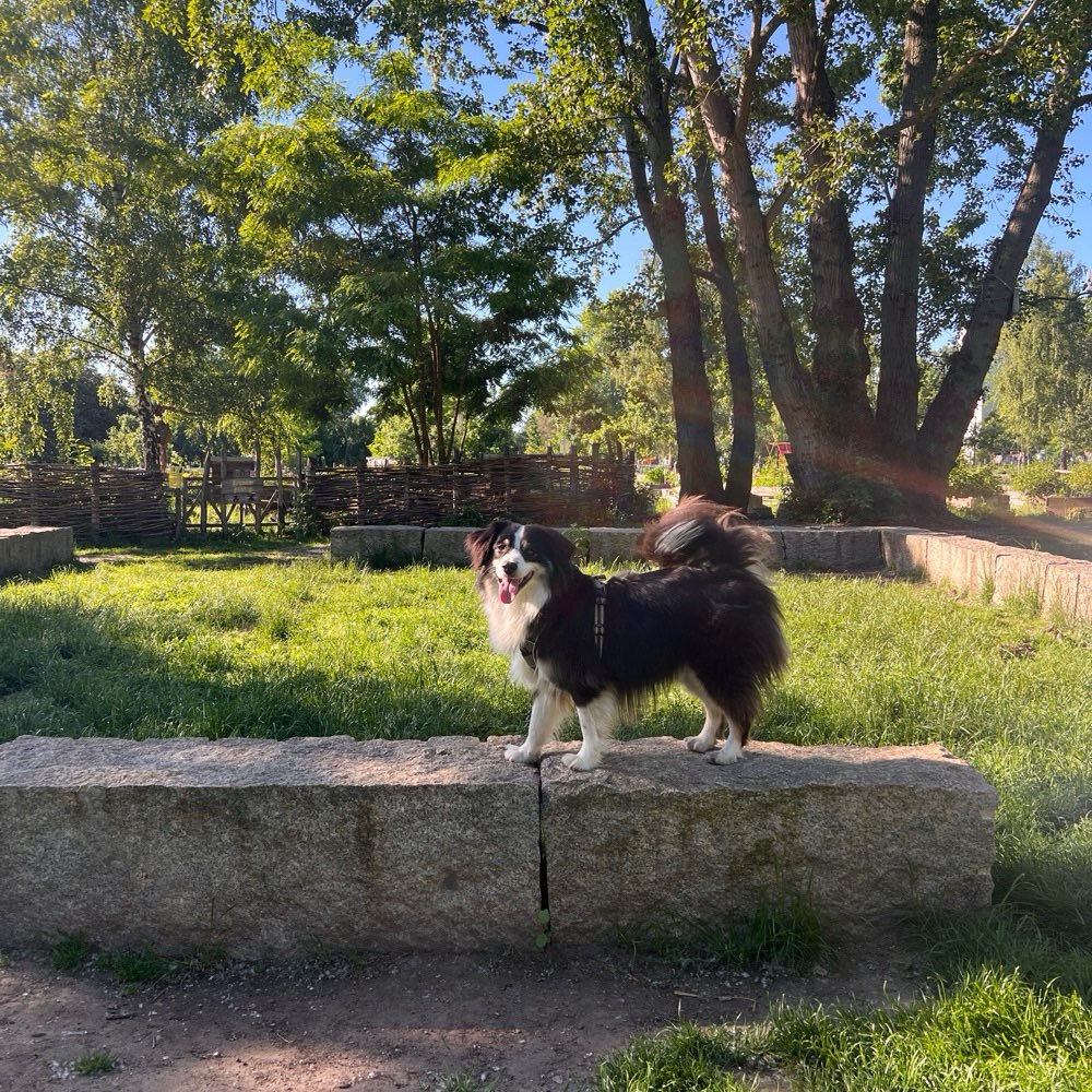 Hundetreffen-Spiel- und Gassirunde Zionskirche-Mauerpark-Profilbild