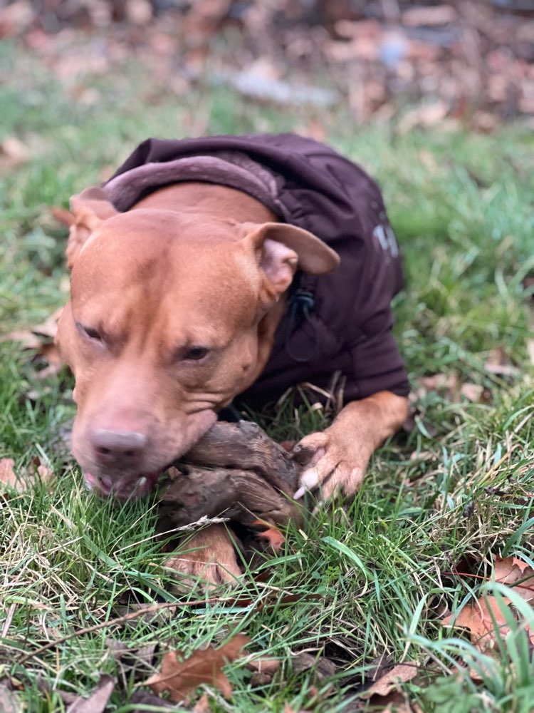 Hundetreffen-Rückruf / unerwünschten Hundekontakt managen-Profilbild