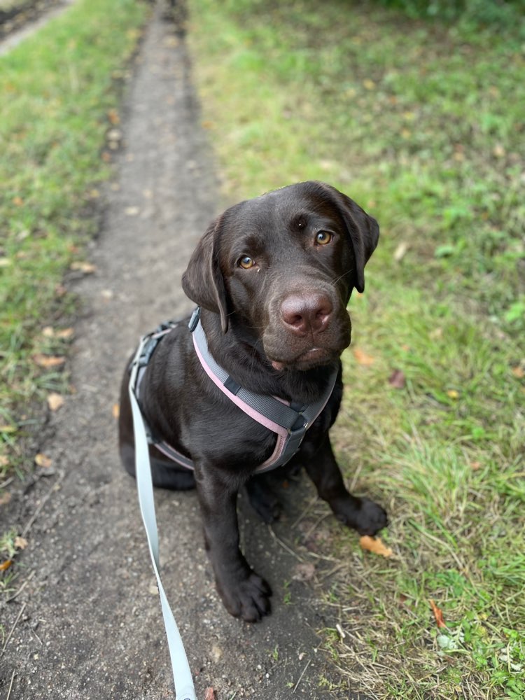 Hundetreffen-Hundebegegnung üben-Profilbild