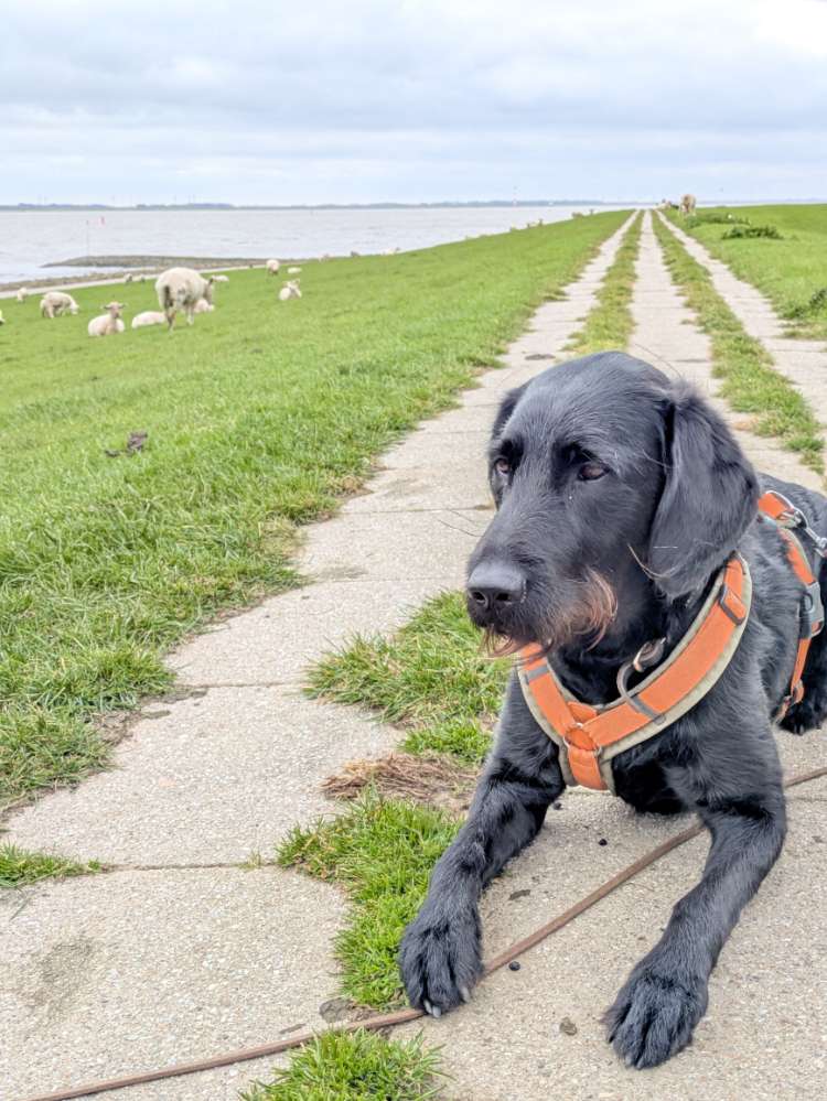 Hundetreffen-Regelmäßige Hundebetreuung gesucht-Profilbild
