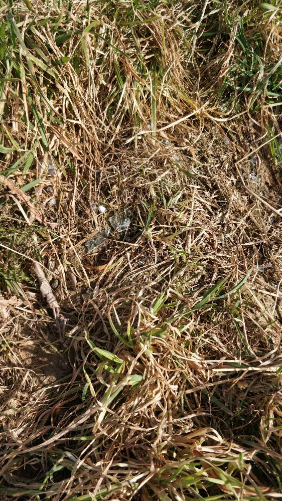 Giftköder-Glasscherben-Profilbild