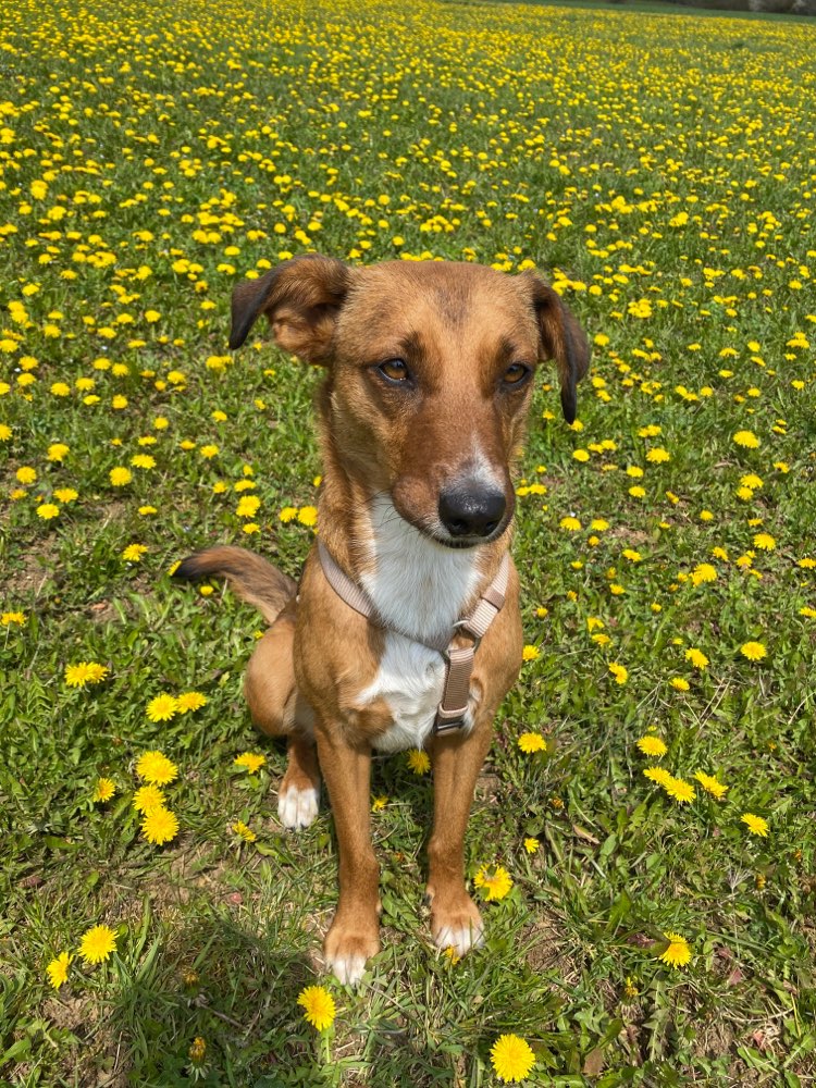 Hundetreffen-Hundekumpels gesucht zum spielen/gassi gehen-Profilbild