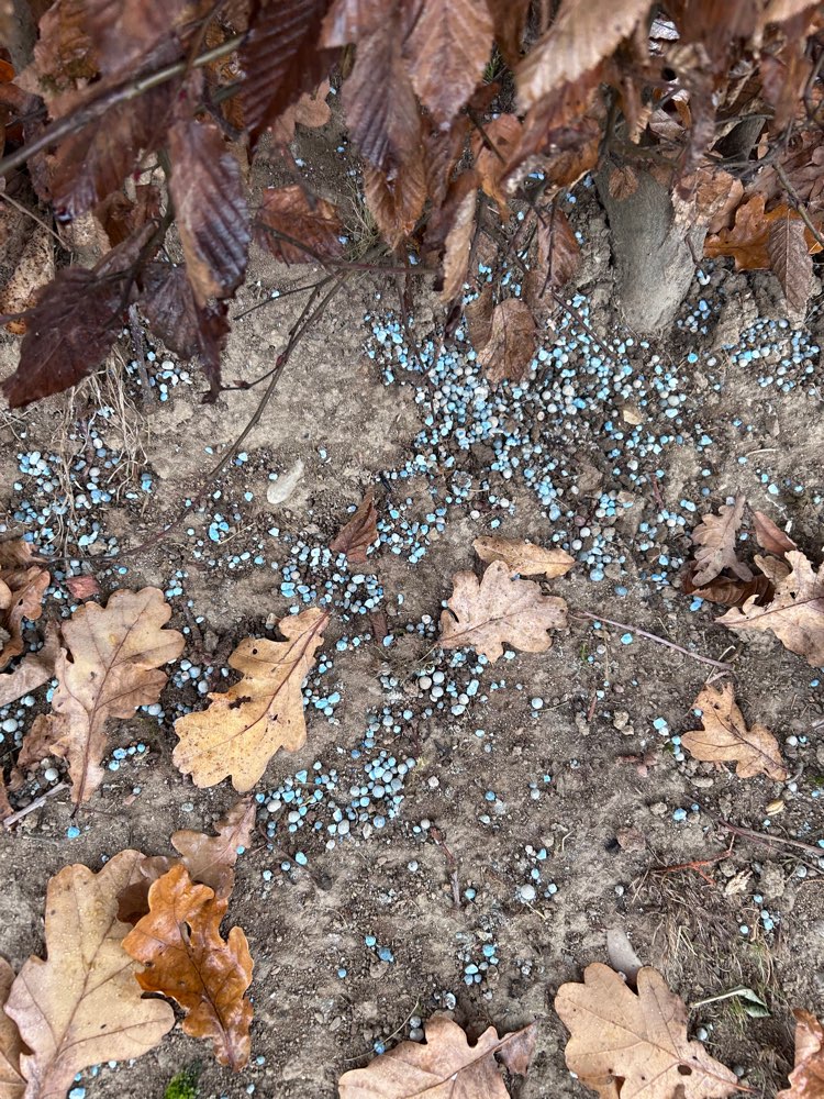 Giftköder-Blaukorn-Profilbild