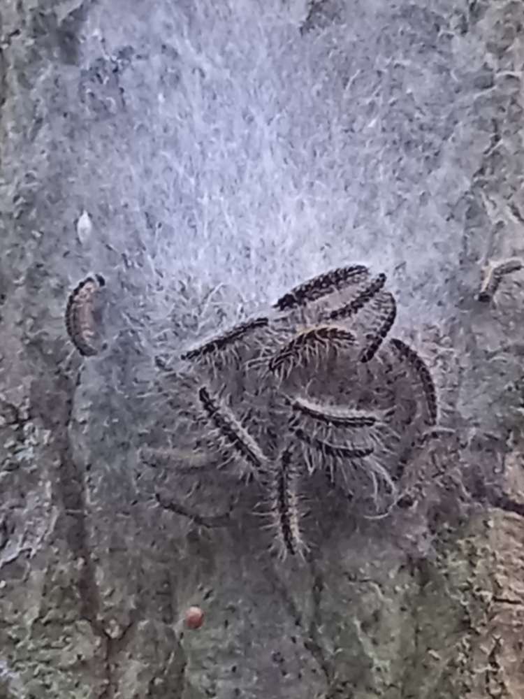 Giftköder-Eichen-Prozessionsspinner-Profilbild