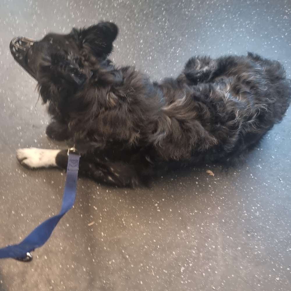 Hundetreffen-Spielkameraden gesucht-Profilbild