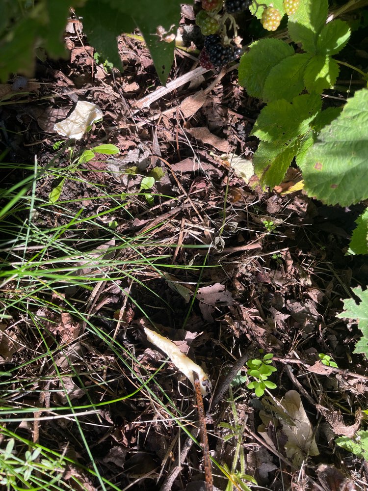 Giftköder-Verdacht auf Giftköder an der Trasse-Profilbild