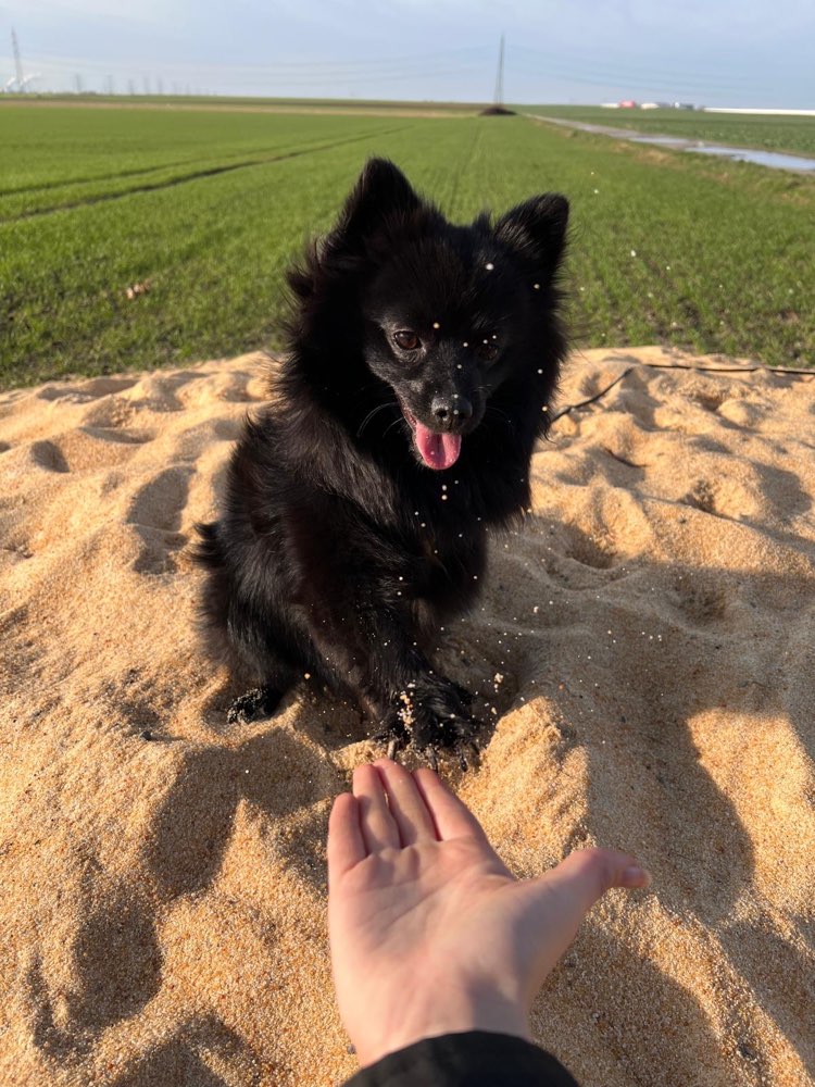 Hundetreffen-Junghund Treffen 🐾-Profilbild