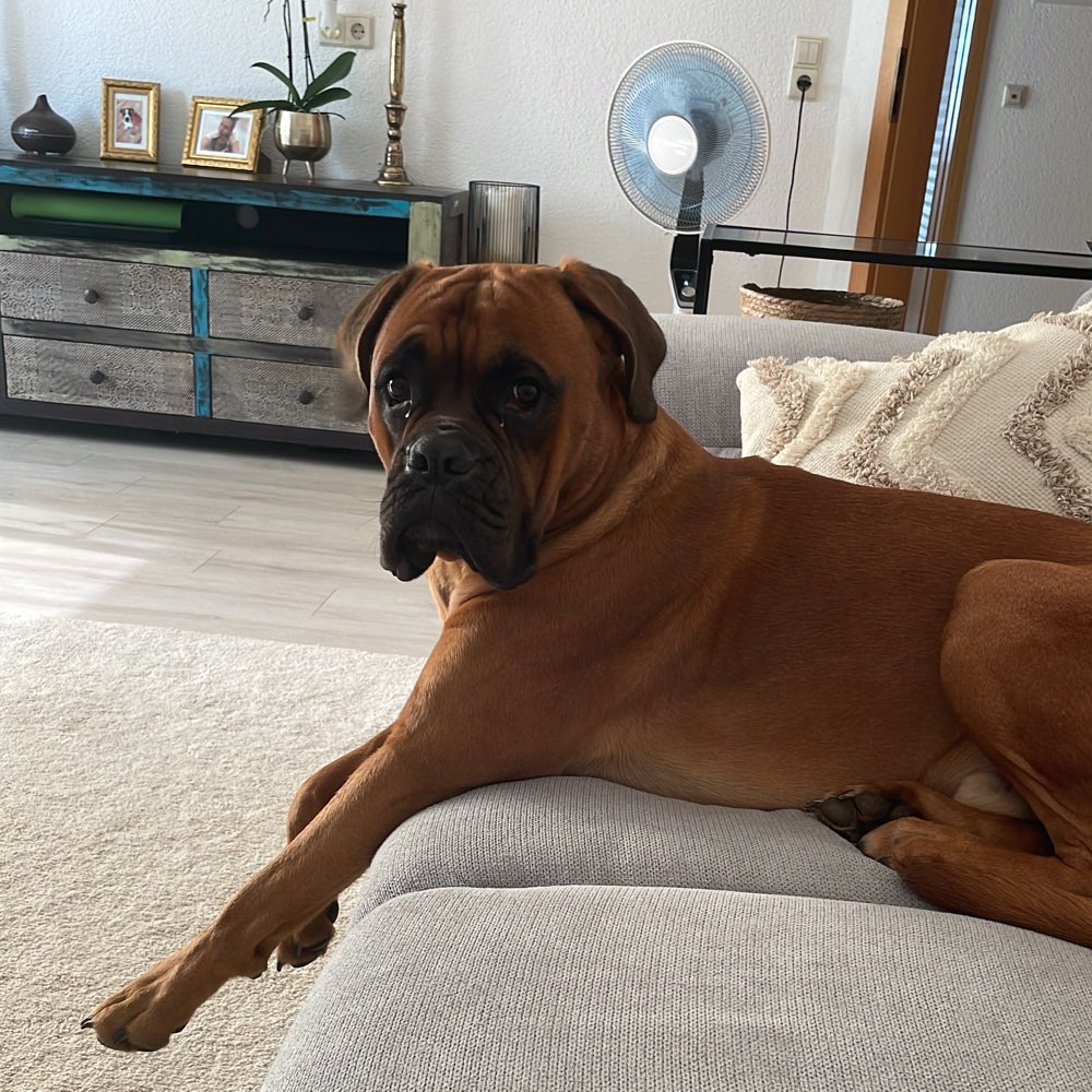 Hundetreffen-Gassi gehen, Training Hunde Begegnungen-Profilbild