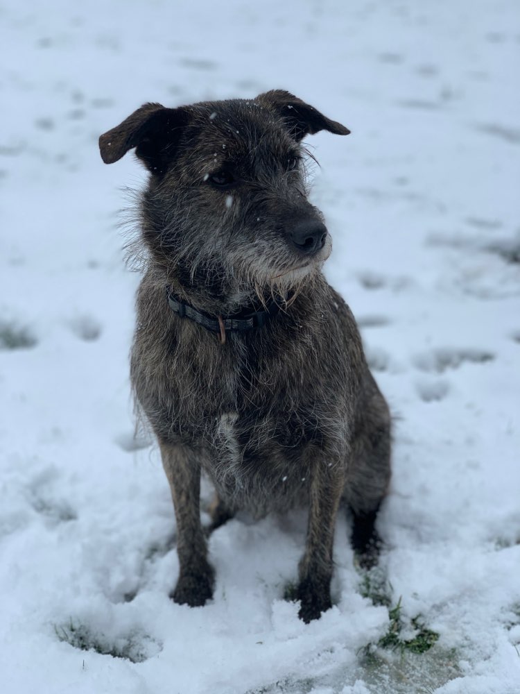 Hundetreffen-.-Profilbild