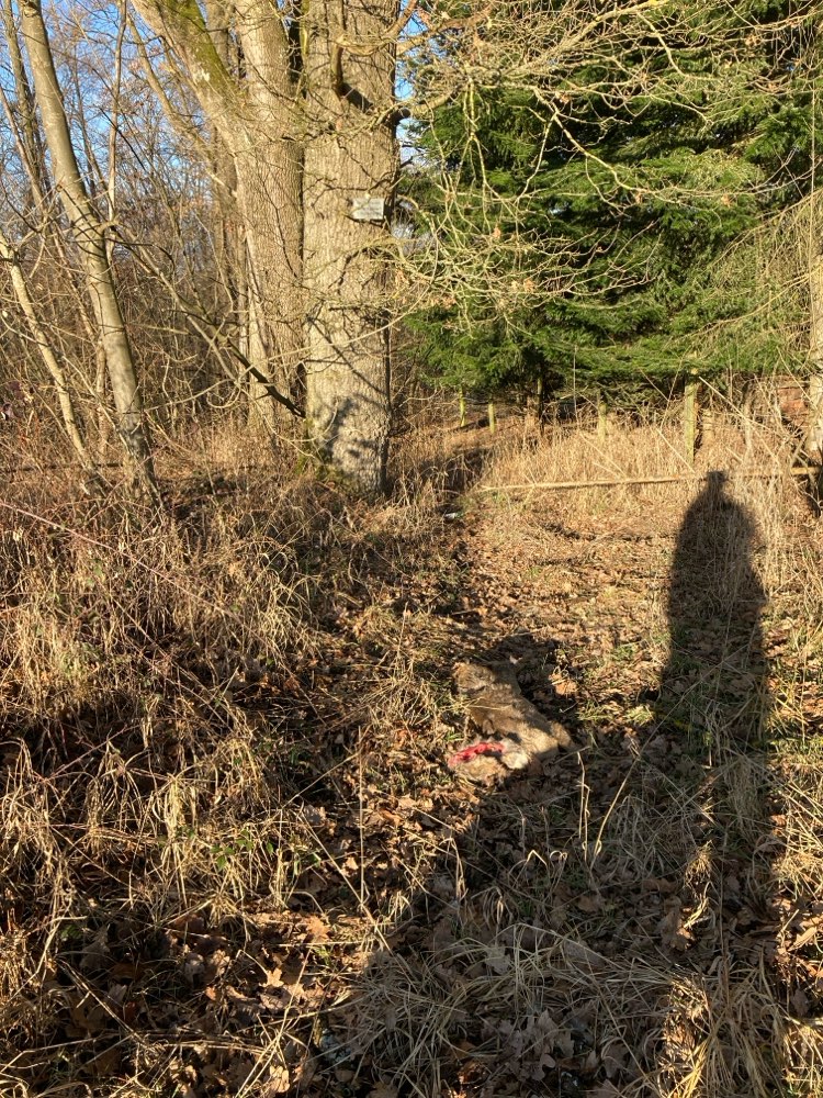 Giftköder-Totes Reh-Profilbild