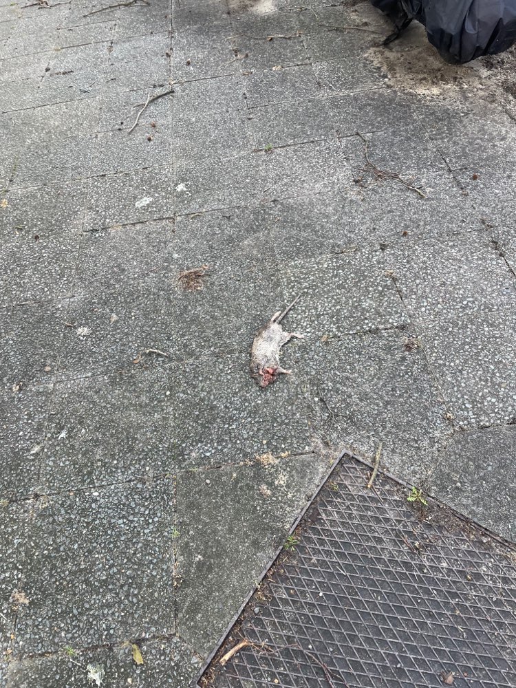 Giftköder-Tote Ratte-Profilbild