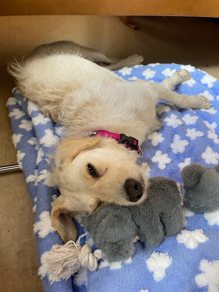 Hundetreffen-Gassirunde und Hundebegegnungen :)-Profilbild