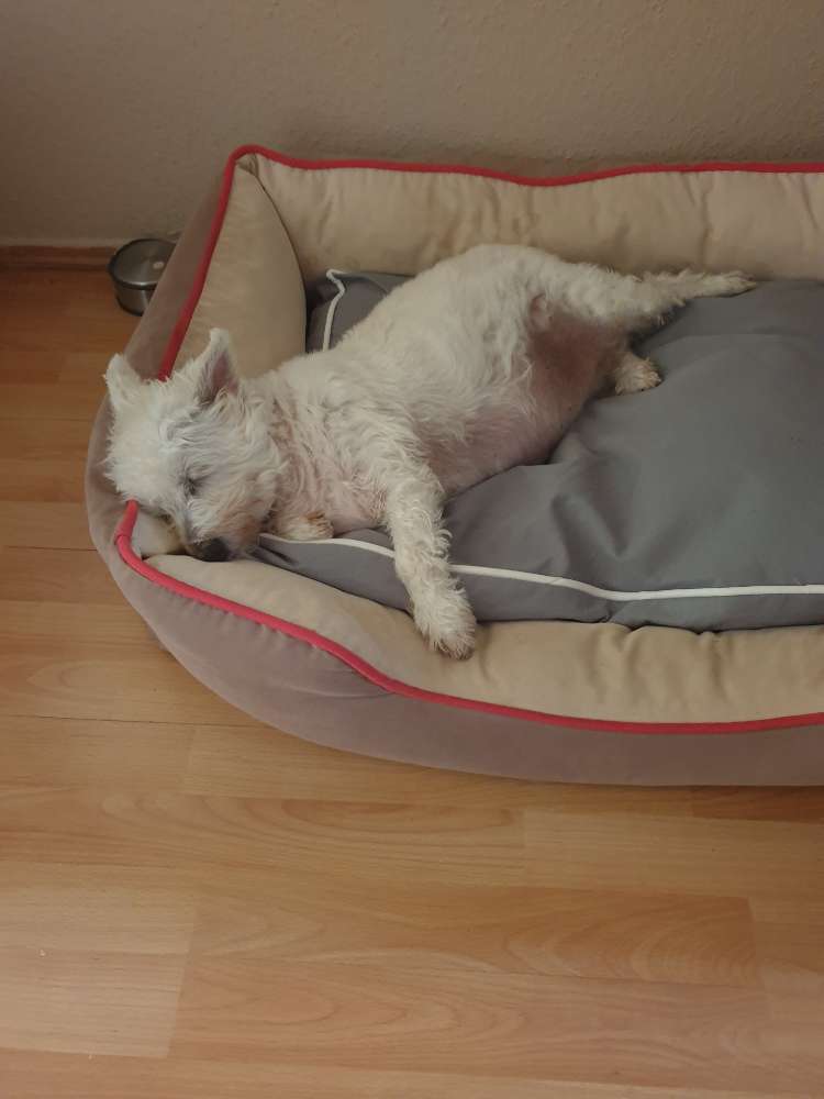 Hundetreffen-Suche  ältere Hunde zum kennenlernen und Gassi gehen-Profilbild