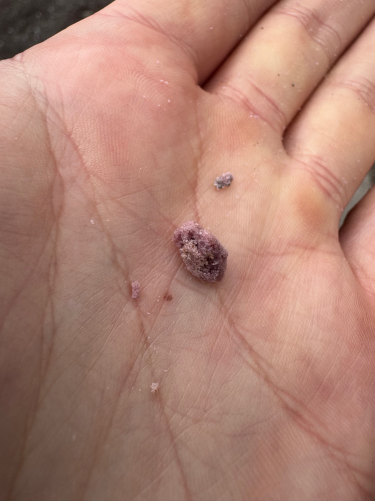 Giftköder-Potentiell Giftköder-Profilbild