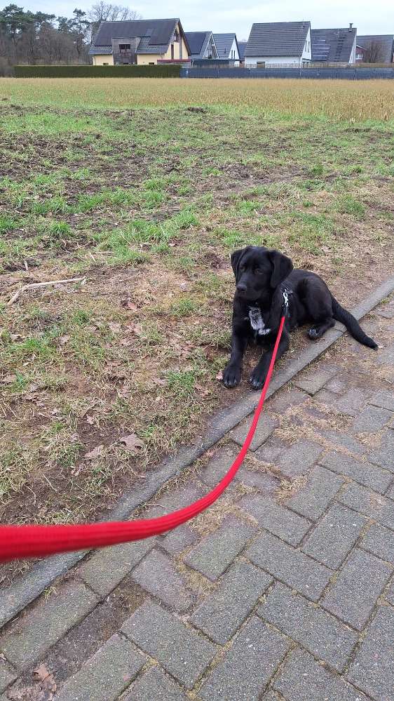 Hundetreffen-Junghundetreff-Profilbild
