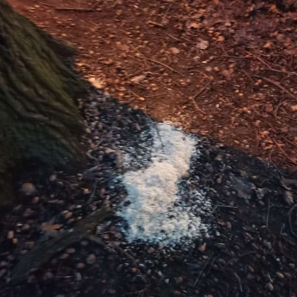 Giftköder-Streukäse oder weißes Pulver-Profilbild