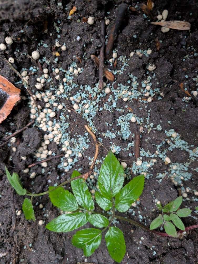Giftköder-Blaues Korn im Friedhofspark-Profilbild