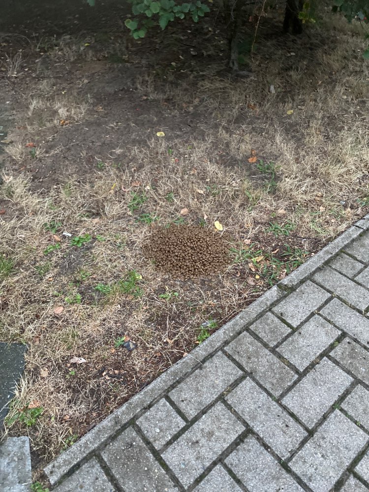 Giftköder-Ausgelegtes Trockenfutter-Profilbild