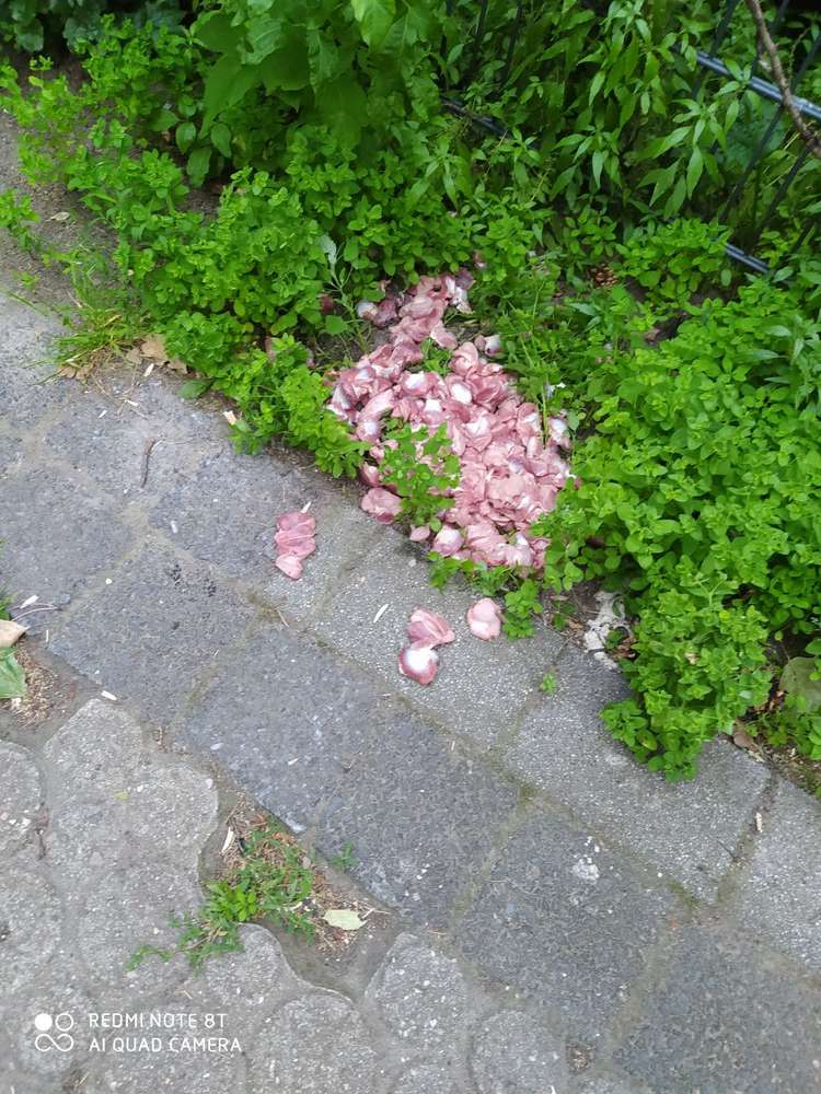 Giftköder-Puten Mägen-Profilbild