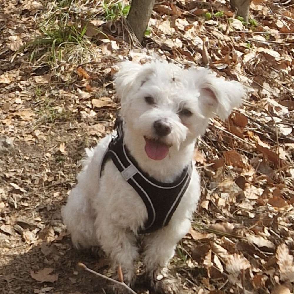 Hundetreffen-Gemeinsame Gassirunde-Profilbild