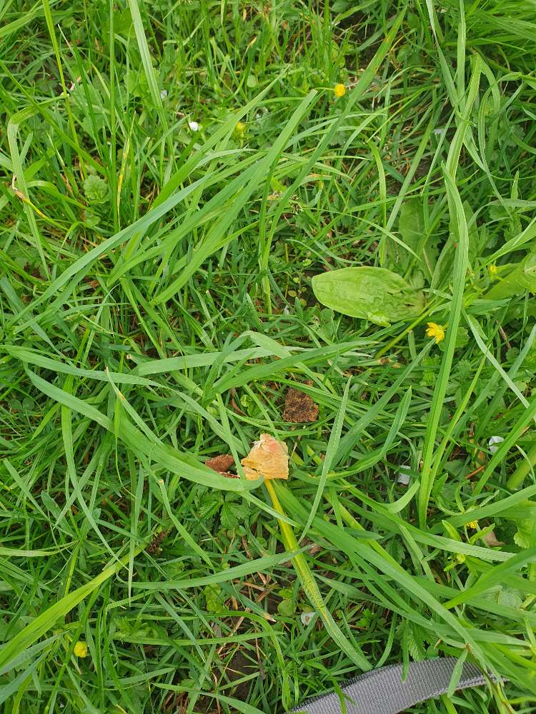 Giftköder-Vermutlich Giftköder-Profilbild