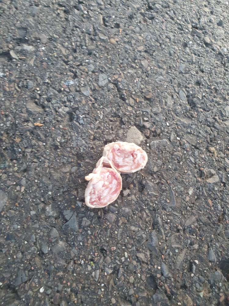 Giftköder-Wurststücke in Wiese-Profilbild