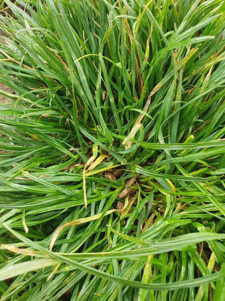 Giftköder-Futterhaufen in gras versteckt Höfingen-Profilbild