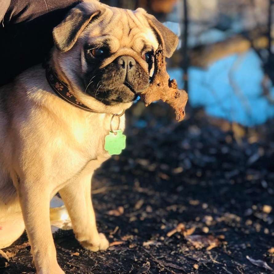 Hundetreffen-Spieldate gesucht-Profilbild