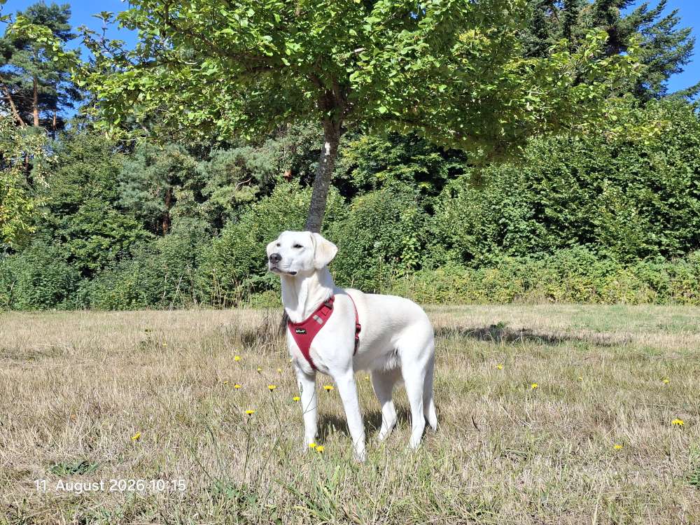 Hundetreffen-Gemeinsame Spaziergänge und Spielrunden :)-Profilbild