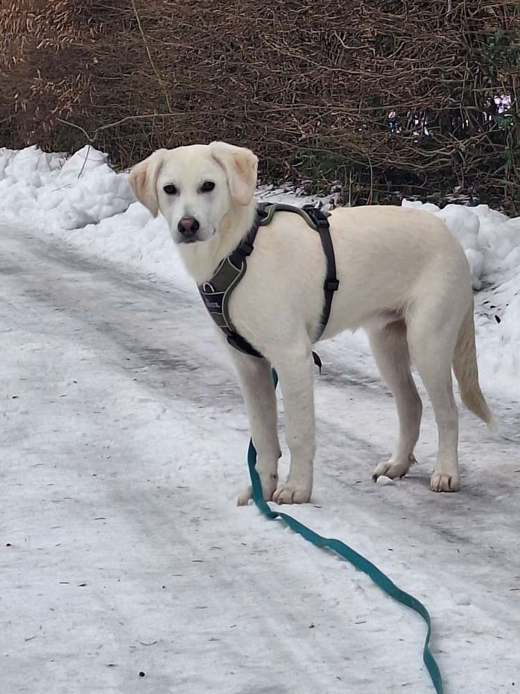 Hundetreffen-Spielgefährten (klein/groß/jung/alt) gesucht :)-Profilbild