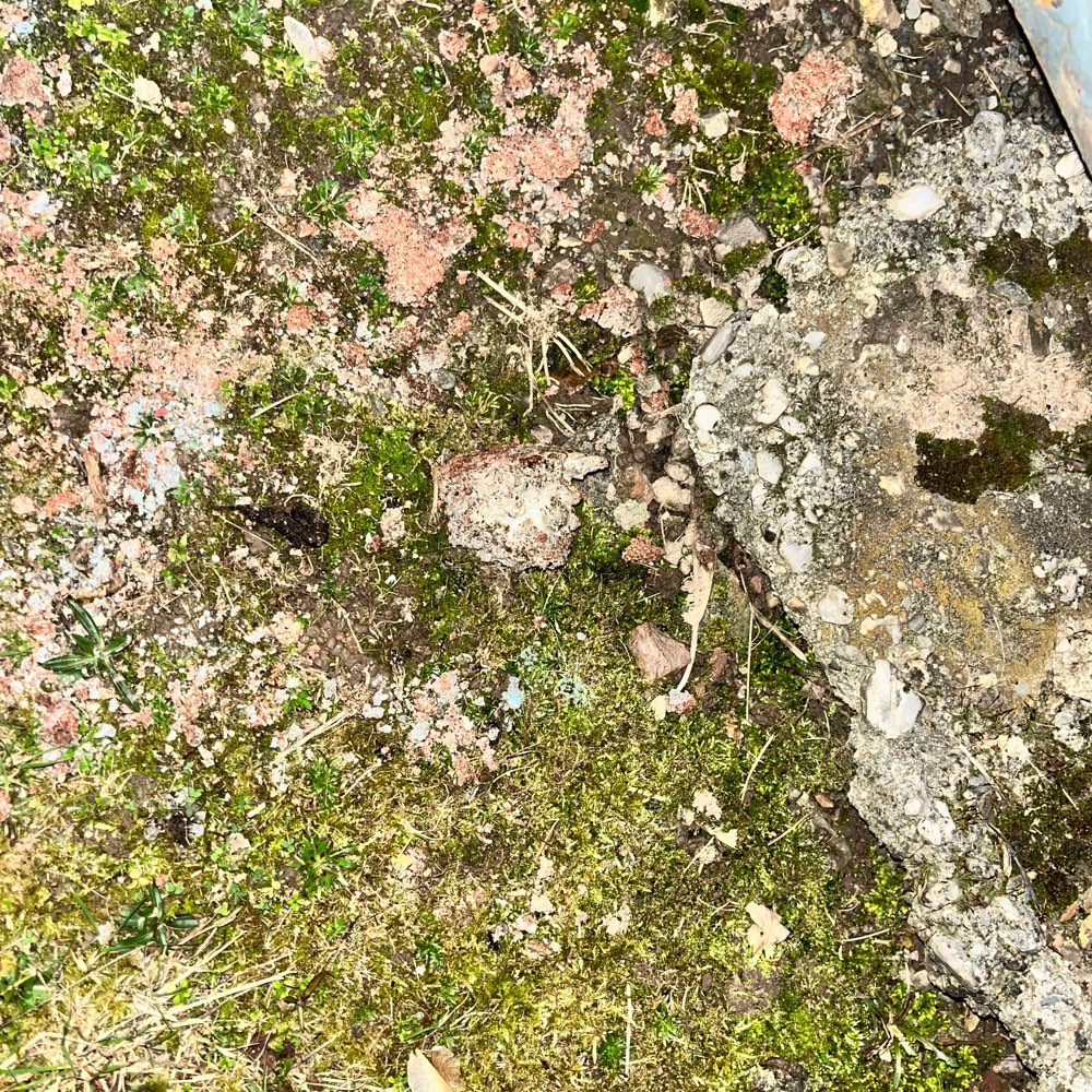 Giftköder-Eventuell Giftköder-Profilbild