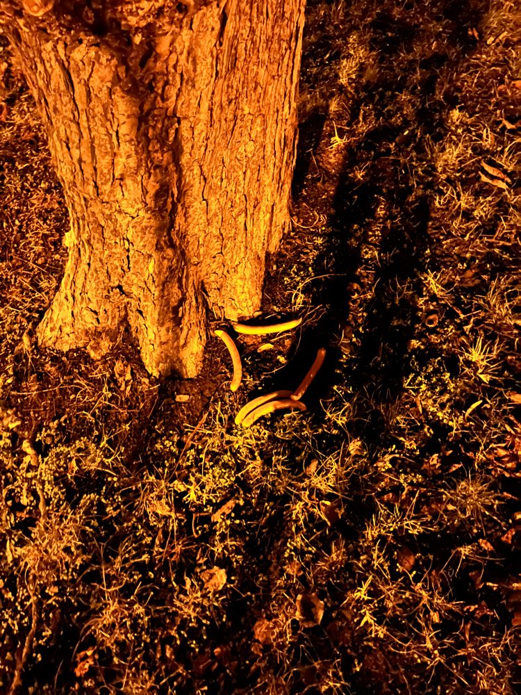 Giftköder-Wiener am Baum-Profilbild