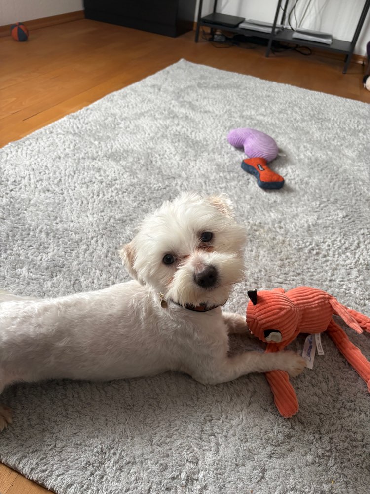 Hundetreffen-Hundefreunde gesucht-Profilbild