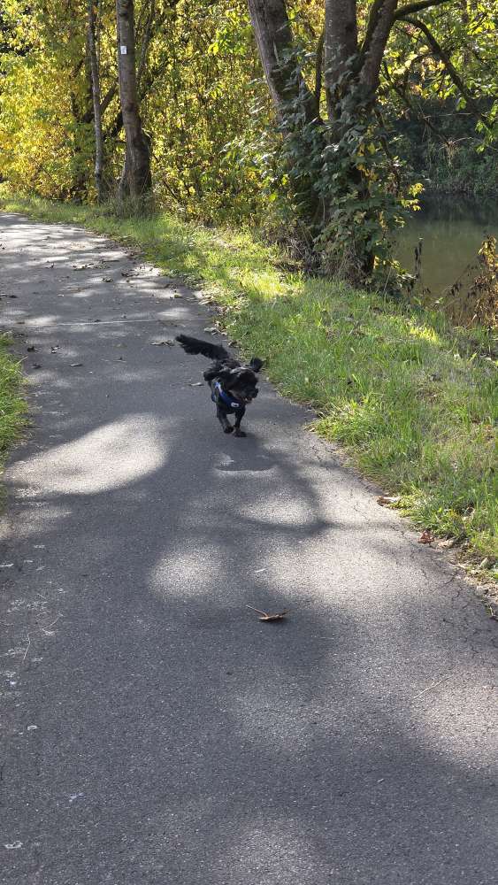 Hundetreffen-Gassi Treffen-Profilbild