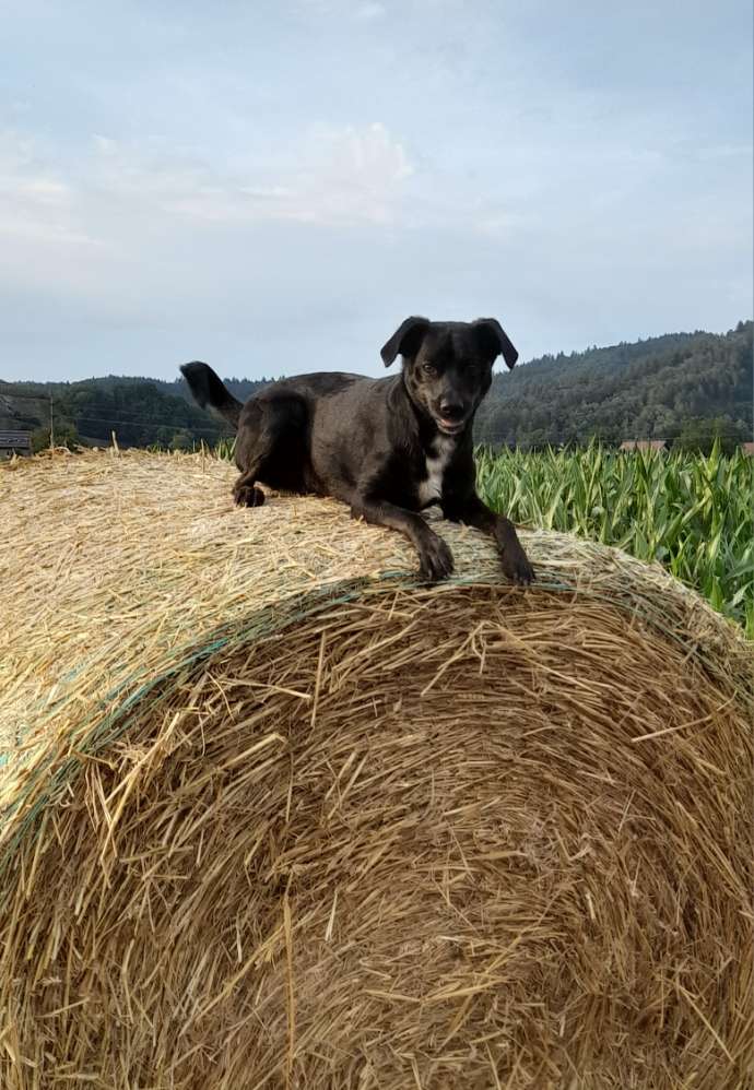 Hundetreffen-Gassirunden....-Profilbild