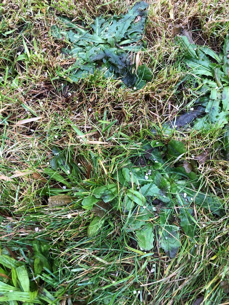 Giftköder-Wiesendünger-Profilbild